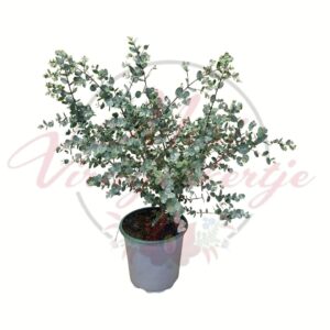 Eukaliptusz Eucalyptus gunnii cserepes növény