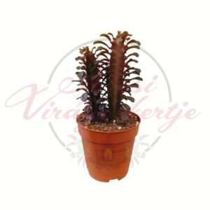 Kutyatej Euphorbia szobanövény cserépben, oszlopos növekedéssel