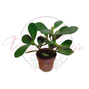 Fafojtó ördögfüge vastag, fényes zöld levelekkel cserépben