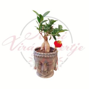 Fikusz ginseng bonsai jellegű szobanövény díszkaspóban, vastag gyökérzettel