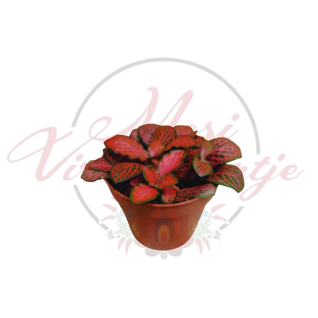 Hálóslevél többféle - Fittonia - Image 6
