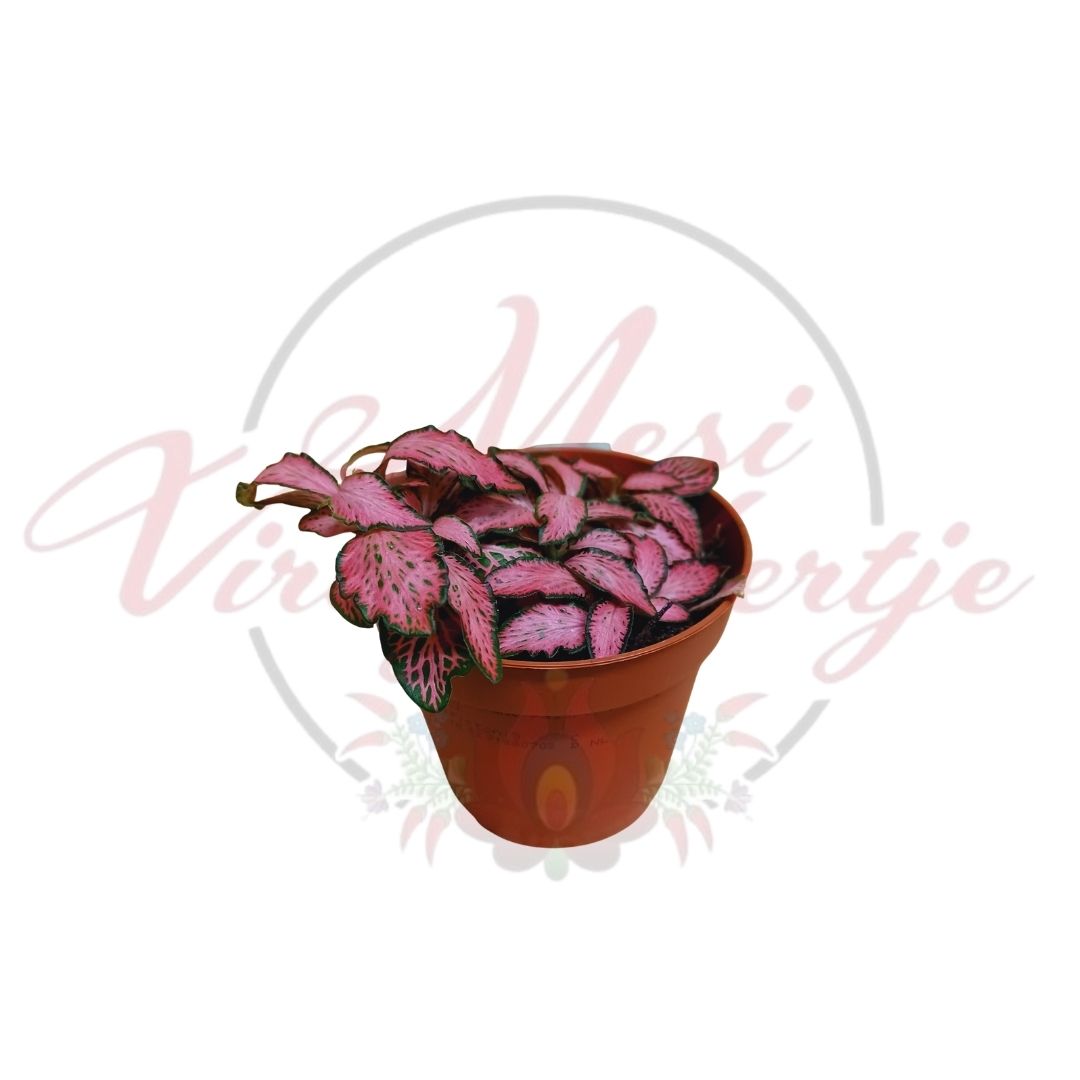 Hálóslevél többféle - Fittonia - Image 4