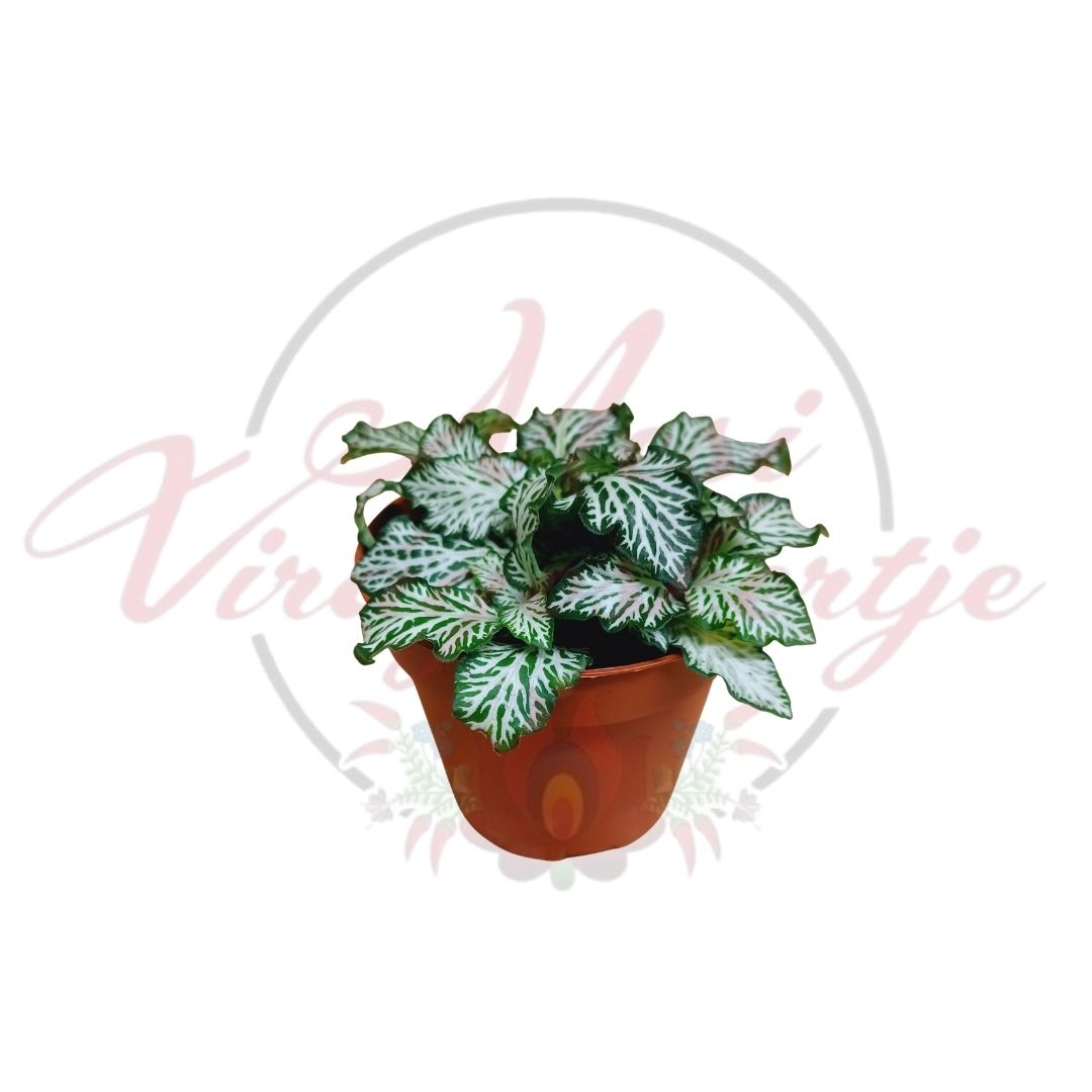 Hálóslevél többféle - Fittonia - Image 5