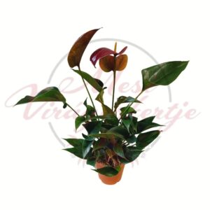 Flamingóvirág Anthurium andraeanum szobanövény cserépben, bordó virággal