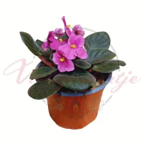 Fokföldi ibolya – Saintpaulia ionantha négyféle színben cserépben
