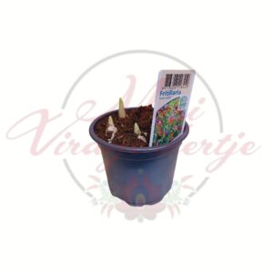 Sárga kockásliliom – Fritillaria uva-vulpis hajtásos hagymás növény cserépben