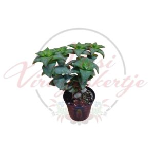 Kisméretű gombfürt pozsgás növény vastag, zöld levelekkel cserépben