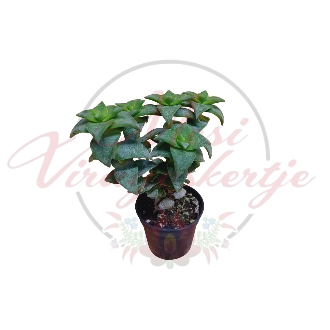 Kisméretű gombfürt pozsgás növény vastag, zöld levelekkel cserépben