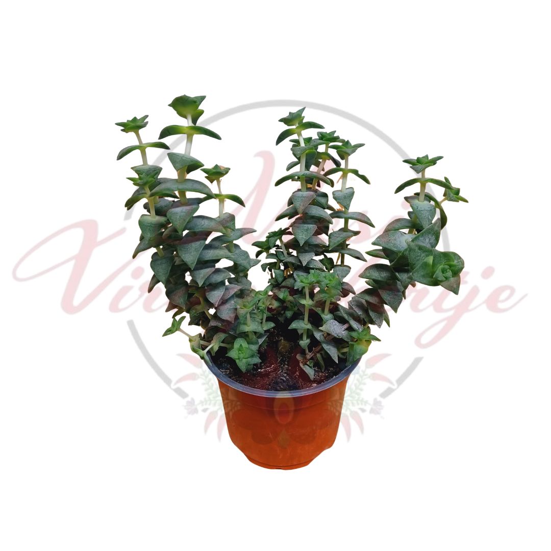 Gombfürt pozsgás növény egymásra rétegződő zöld levelekkel cserépben