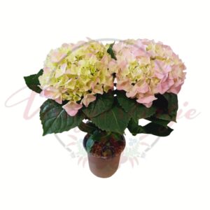 Világos rózsaszín kerti hortenzia (Hydrangea macrophylla) cserépben