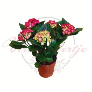 Virágzó hortenzia cserépben