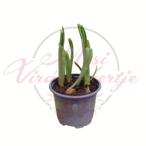 Hóvirág – Galanthus nivalis hajtásos hagymás növény cserépben