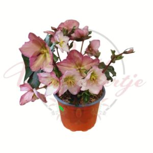 Rózsaszín virágú keleti hunyor (Helleborus orientalis) cserépben