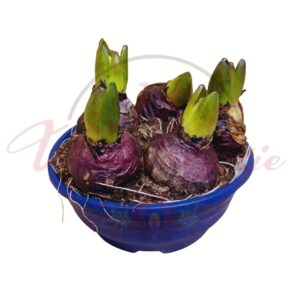5 hagymás jácint összeültetés tálban – Hyacinthus orientalis