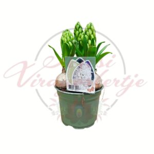 Fehér jácint – Hyacinthus orientalis cserepes, bimbós hagymás növény