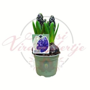 Kék jácint – Hyacinthus orientalis cserepes tavaszi hagymás növény