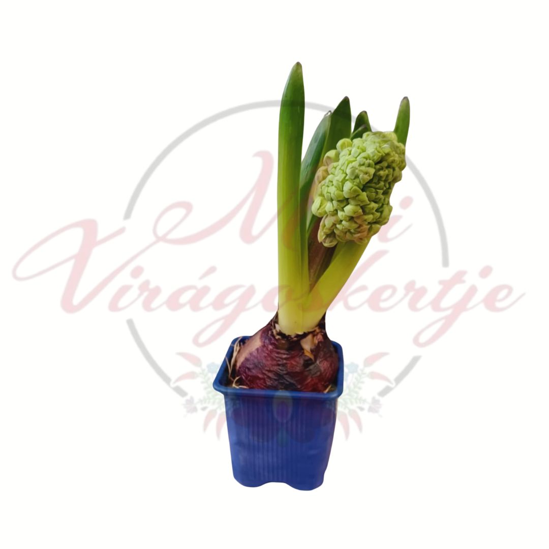 Virágzó kerti jácint (Hyacinthus orientalis) lilás árnyalatban