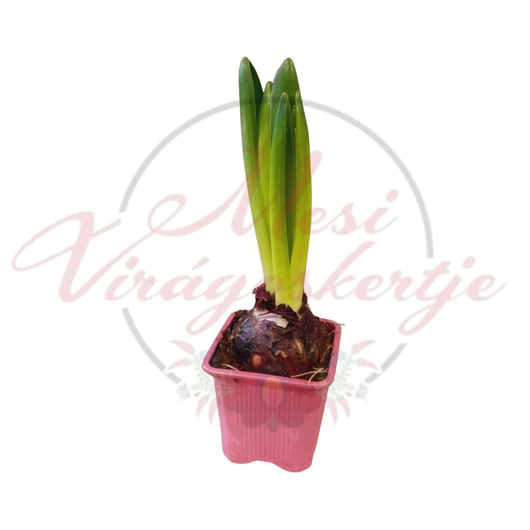 Kerti jácint lombos állapotban (Hyacinthus orientalis)