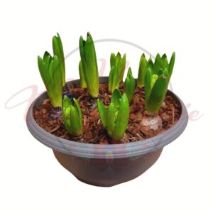 Jácint hagymakompozíció tálban – Hyacinthus orientalis több hagymával