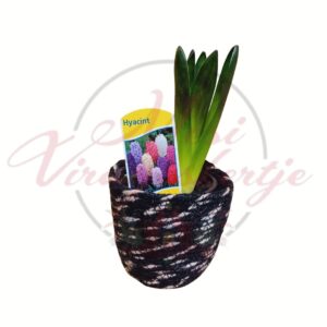 Jácint textil kaspóban