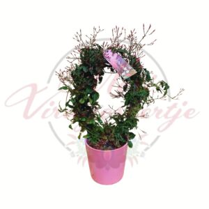 Futó jázmin kerámia kaspóban