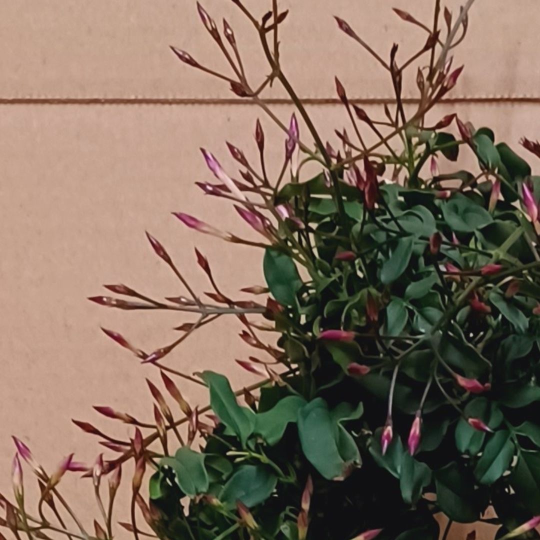 Sokvirágú jázmin – Jasminum polyanthum - Image 3