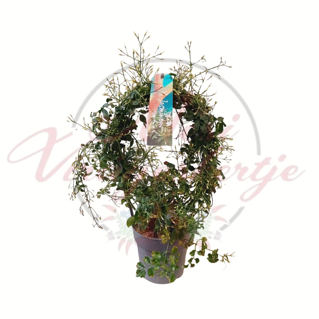 Sokvirágú jázmin (Jasminum polyanthum) futónövény cserepes kiszerelésben