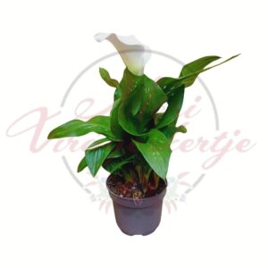 Fehér kála elegáns tölcsérvirággal zöld levelekkel cserépben