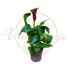 Bordó kála különleges sötét virággal zöld levelekkel cserépben