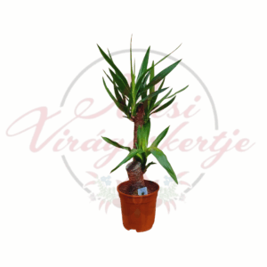 Pálmaliliom – Yucca elephantipes