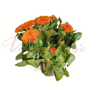 Narancssárga virágú körömvirág cserépben