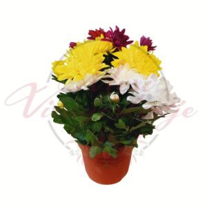 Háromszínű cserepes krizantém (Chrysanthemum morifolium) sárga, fehér és bordó virágokkal