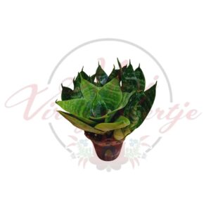 Mini anyósnyelv kompakt zöld levelekkel cserépben