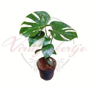 Monstera deliciosa Albo Variegata fiatal növény cserépben