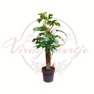 Monkey Leaf Monstera adansonii lyukacsos levelű szobanövény karón