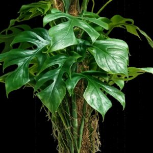 Monkey Leaf Monstera adansonii lyukacsos levelű szobanövény levelei közelről