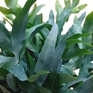 Narancspöttyös kék páfrány levele kékeszöld árnyalattal közelről