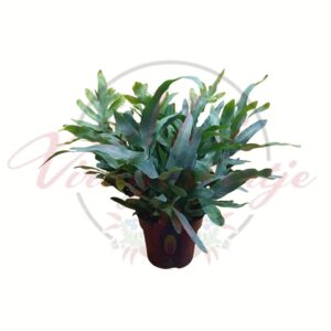 Narancspöttyös kék páfrány – Phlebodium aureum Blue Star
