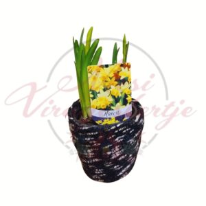 Nárcisz cserepes változatokban