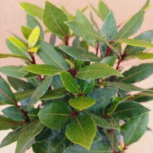 Nemes babér levelei közeli felvételen