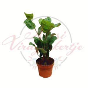 Nyílgyökér Maranta Fiesta díszes levelű szobanövény cserépben