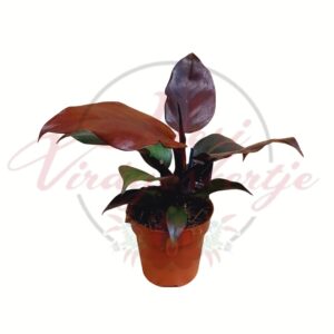 Philodendron McColley’s Finale szobanövény színes levelekkel cserépben