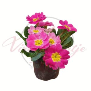 Rózsaszín szártalan kankalin (Primula vulgaris) cserepes növény