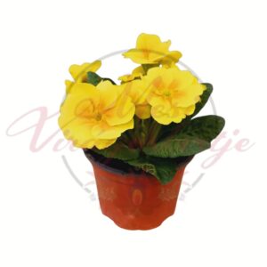 Sárga virágú szártalan kankalin (Primula vulgaris) cserépben