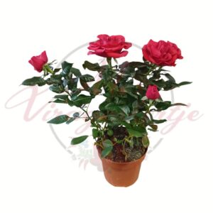 Piros cserepes minirózsa (Rosa hybrida) bimbós és nyíló virágokkal