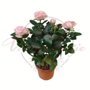 Rózsaszín cserepes minirózsa (Rosa hybrida) dekoratív lombozattal