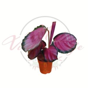 Rózsaszín imalevél Calathea roseopicta Rosy különleges levelű szobanövény