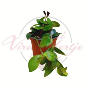 Rúzsvirág csüngő hajtásokkal – Aeschynanthus radicans szobanövény