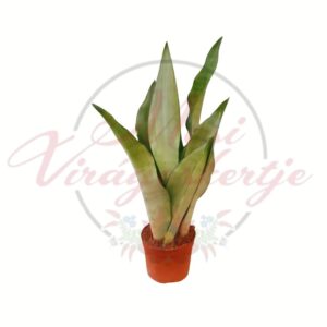 Ezüstös levelű anyósnyelv szobanövény cserépben