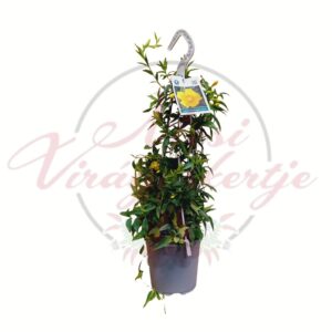 Sárga jázmin – Gelsemium sempervirens virágzó kúszónövény cserépben